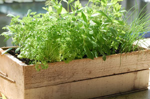 faire pousser des herbes aromatiques sur un balcon