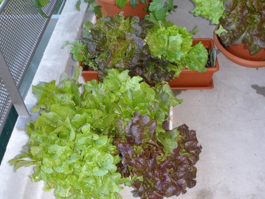 salades sur un balcon