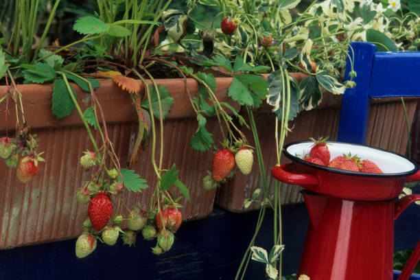 fraisier jardinière sur balcon