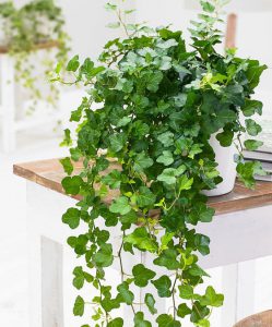 12 plantes d’intérieur pour combattre l’humidité à la maison Lierre-249x300